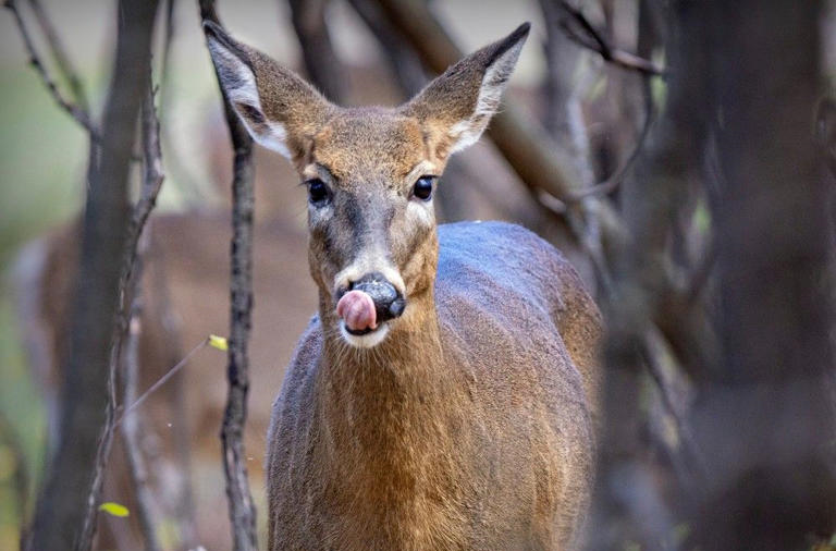 Parks Canada to spend $12M on B.C. deer cull, while Canadian hunters say they’d do it for free – National PostGN notes: Canadian Coalition for Firearm Rights president Scott Carpenter, a B.C.-based hunter said: “It’s a real slap in the face to Canadian hunters, and there’s millions of us in this country who would’ve been more than happy to spend our own money to go in there and harvest some of the meat ourselves.” “To turn around and invite foreigners into the country because they felt we were incapable of doing it ourselves, it’s insulting to say the least.”